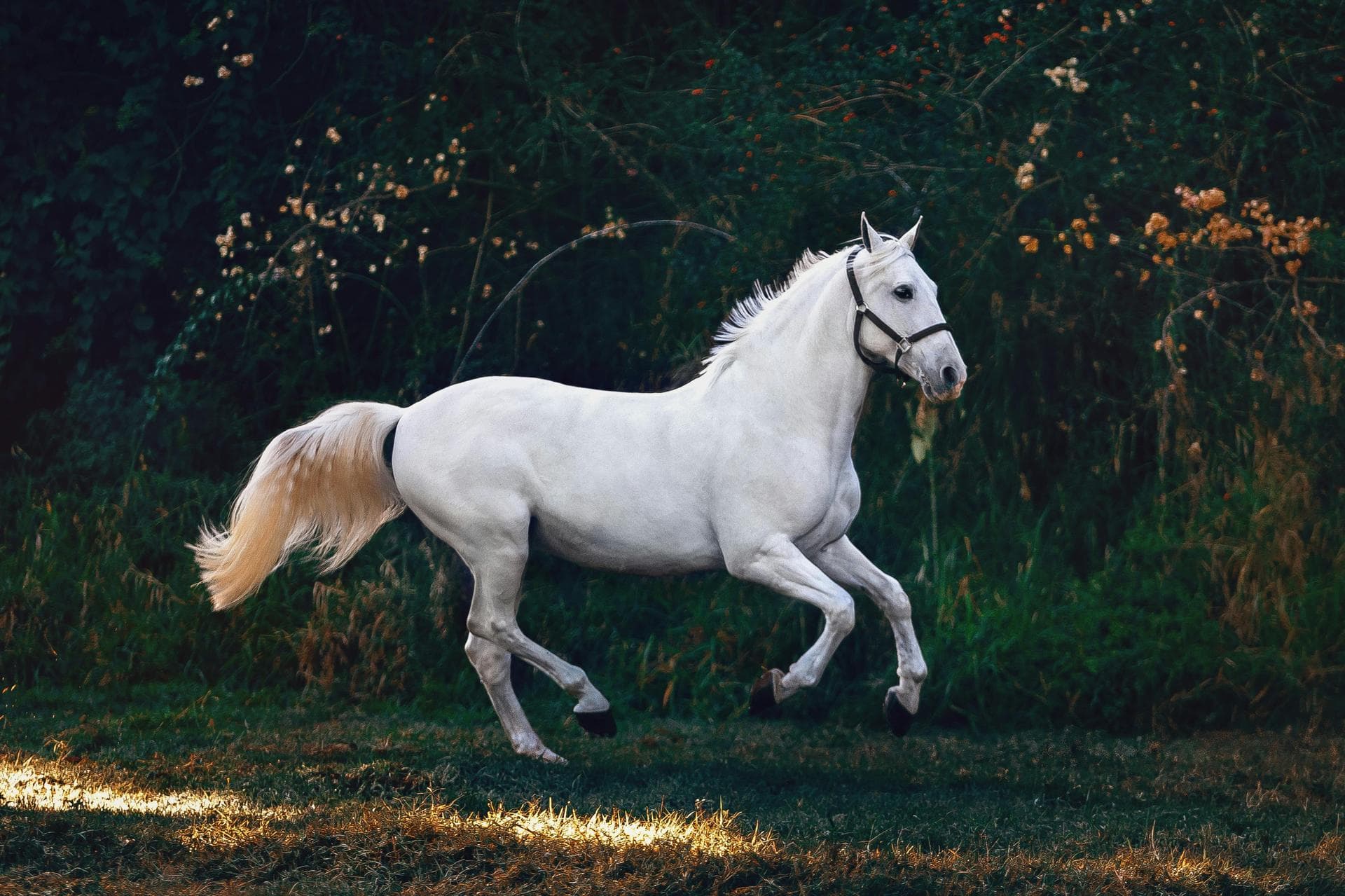 White horse galloping along hedge
